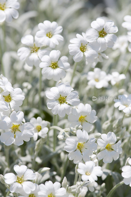 雪夏花(Cerastium tomentosum) - I